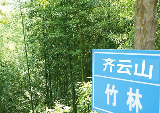 标准化苗木培育基地 主营五大核心花木品类