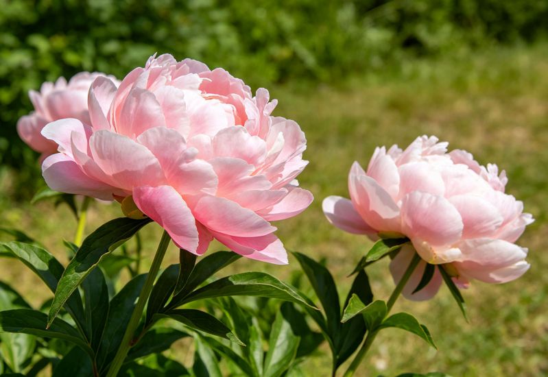 种生粉芍药