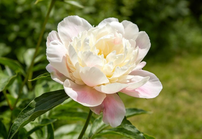 杨妃出浴芍药