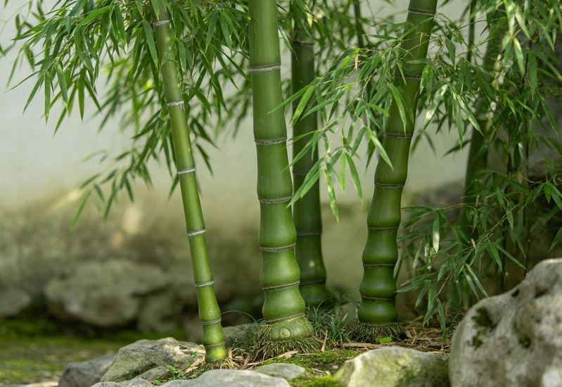 绿杆罗汉竹